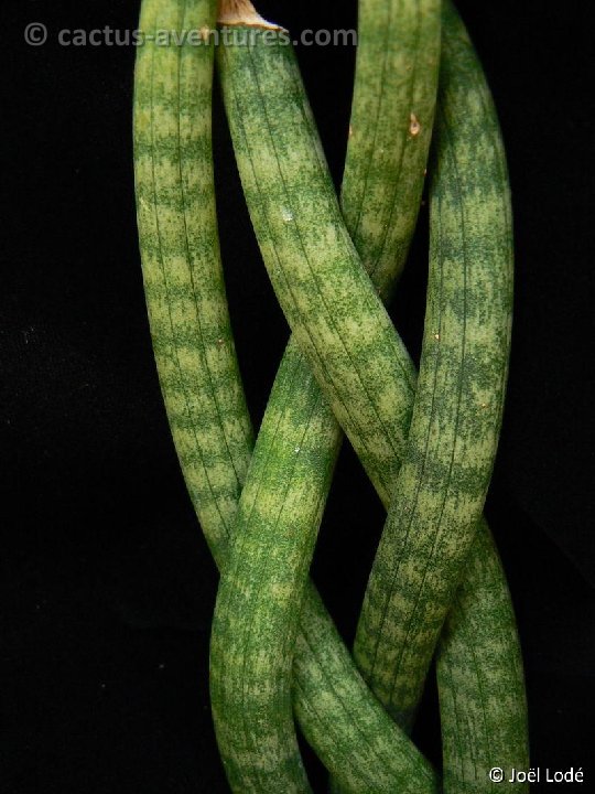 Sansevieria cylindrica P1270623